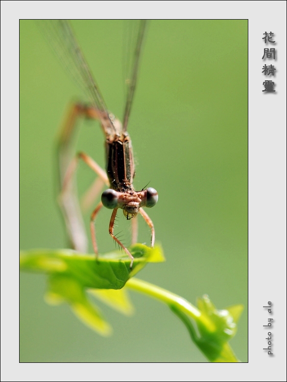 2008花间精灵(3) 摄影 阿乐