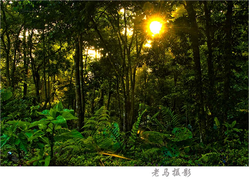 尖峰岭的早晨 摄影 海口老马