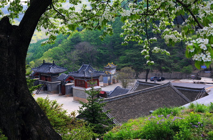 千山风光--梨花钟情中会寺 摄影 askcm