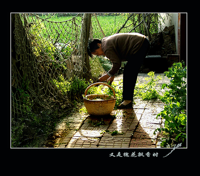 又是槐花飘香时 摄影 鑫杉