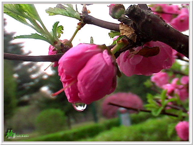 春雨 摄影 萧楠