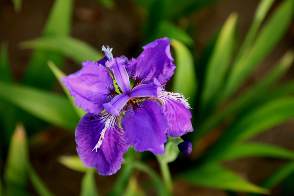 花草 摄影 小小兔