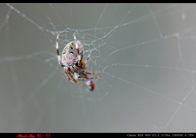 蜘蛛 摄影 疯一回