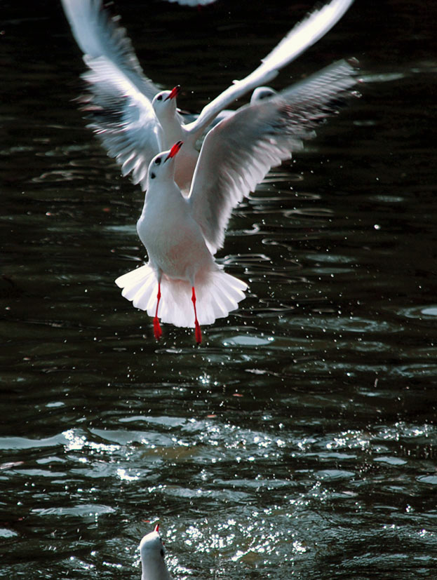 Water waltz ／ Aerial waltz 摄影 超梦