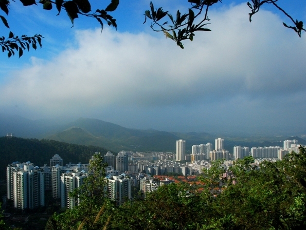 城市家园 摄影 金色花