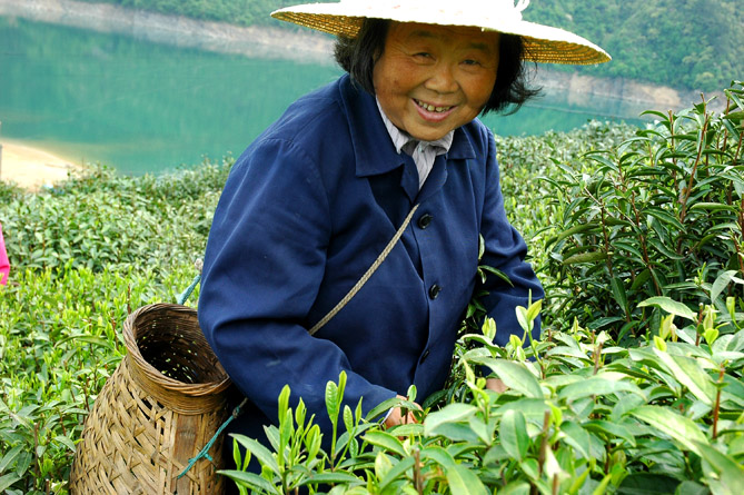 采茶人2 摄影 走进大自然