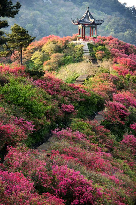 满山开遍映山红 摄影 大摄天下