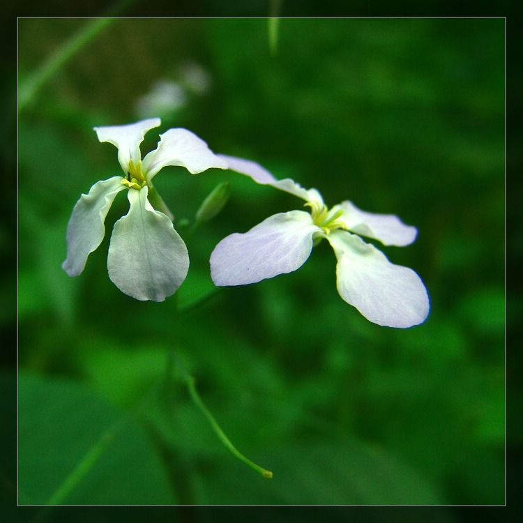 角落里独自芬芳的小花 摄影 sunrise2006