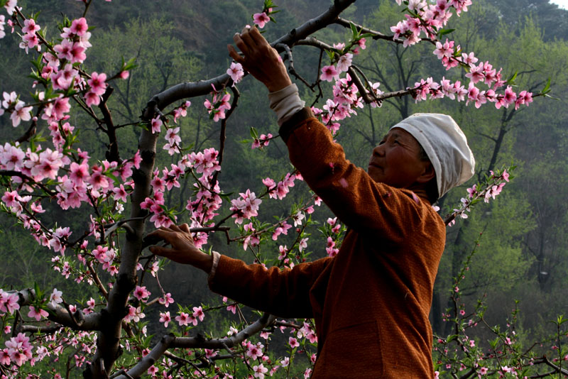 “蝶”恋花 摄影 愚乐