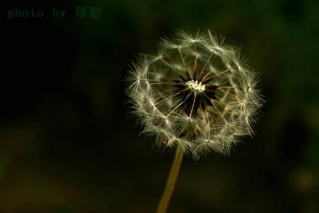 凄美的别离 摄影 风吹草影