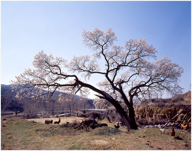 山村小景 摄影 大毛毛虫