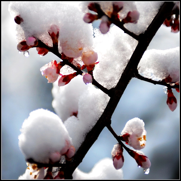 傲雪枝头 摄影 雪落板桥