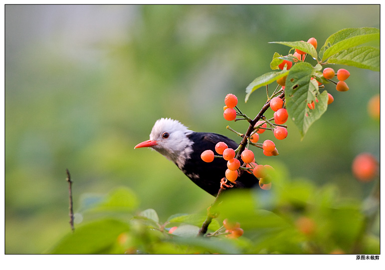 黑短脚鹎 摄影 pigeon