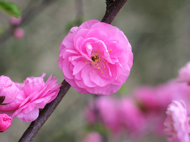 小花 摄影 raintung