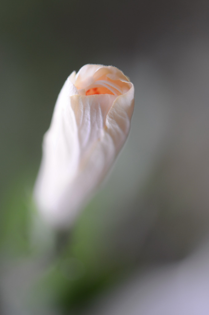 雾中花 摄影 瑞点