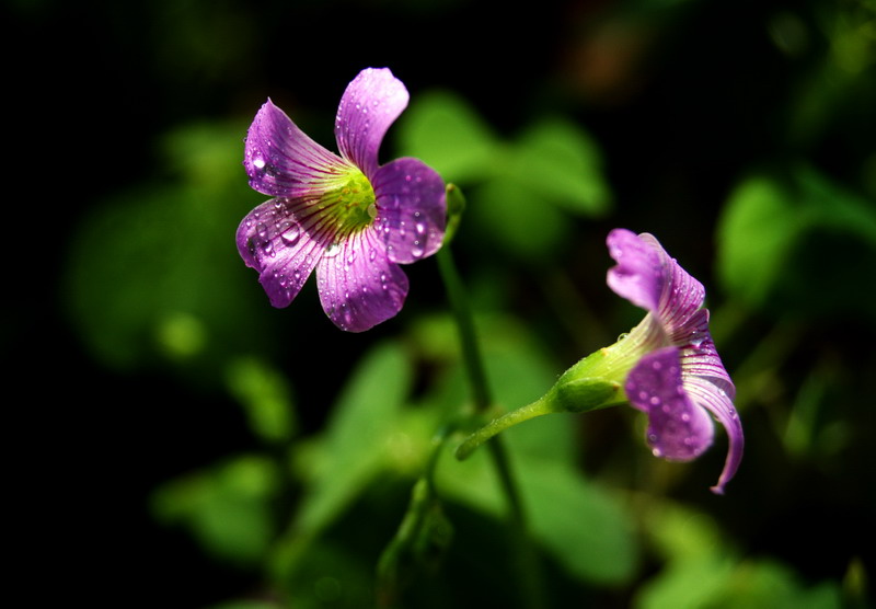 小花的灿烂 摄影 渭水