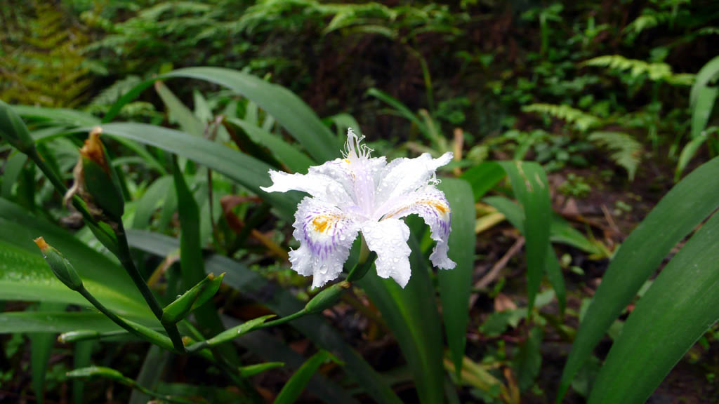 无名 摄影 新鲜的白菜