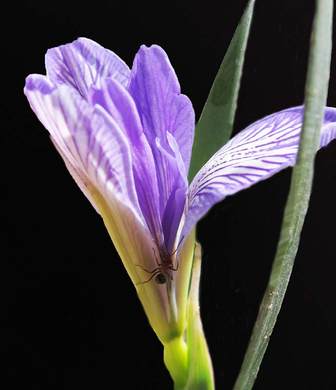 马兰花 摄影 大漠情缘