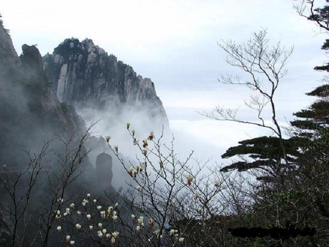 淡淡山花静静的开 摄影 太原秋韵