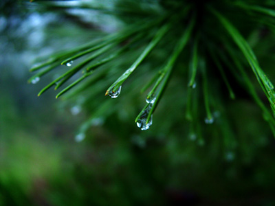 雨露 摄影 xiaoseyou