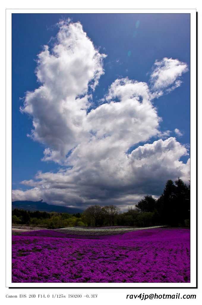 春烂漫 摄影 fujiyama