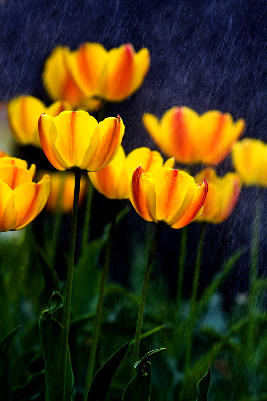 在雨中 摄影 艺术家GG