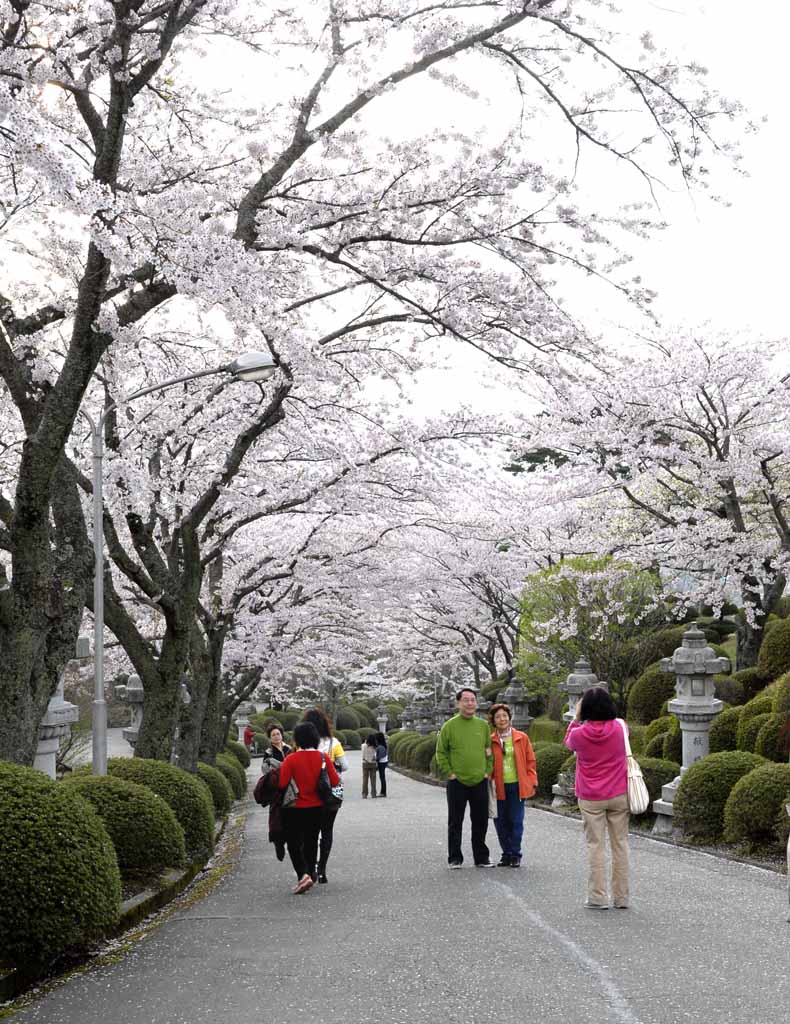 日本印象——春意盎然 摄影 林雨