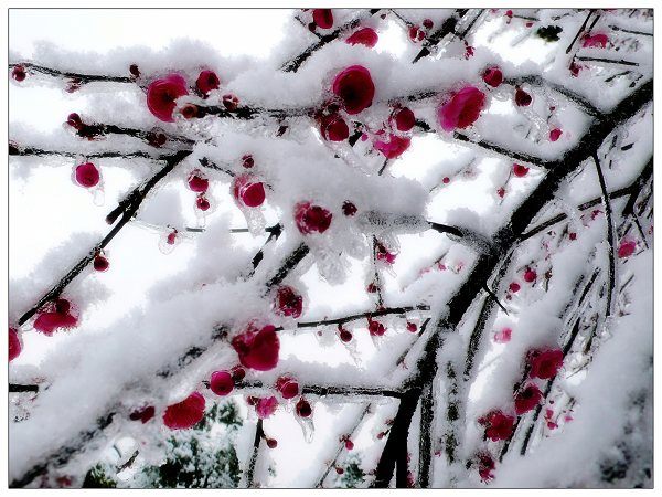 雪里红 摄影 烂柯山