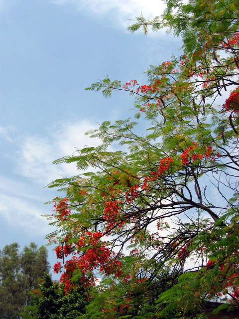 花开蓝天 摄影 摄迷迷