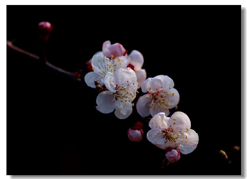 樱桃花 摄影 读海的鱼