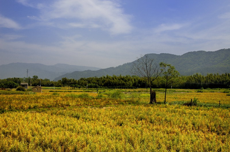 田园景色 摄影 schumylee