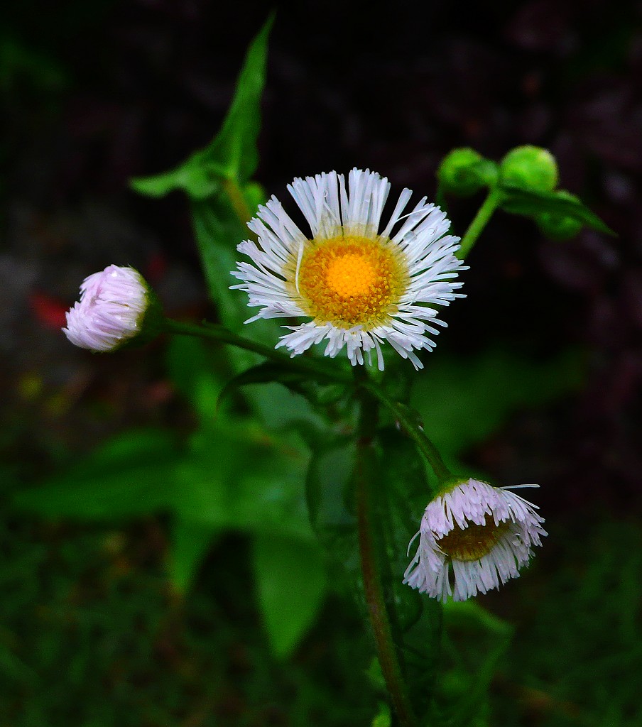 雨中的野菊花 摄影 高山青