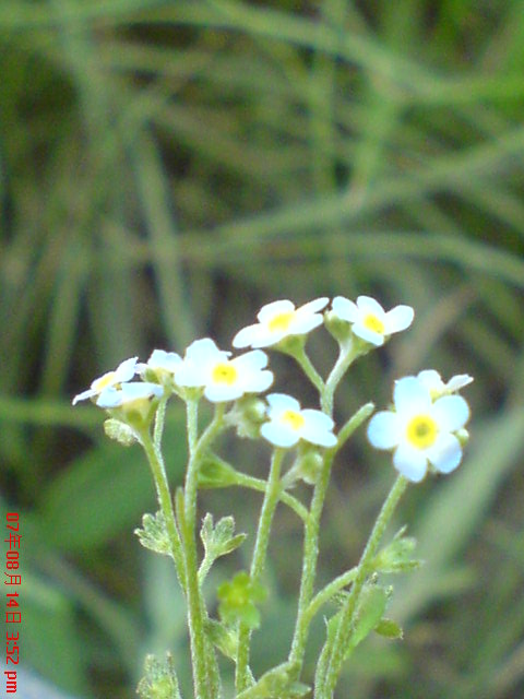 小花 摄影 就那么回事