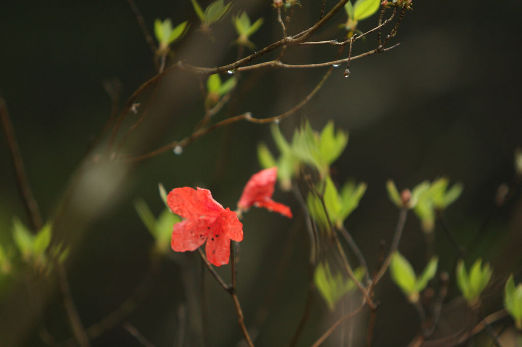 杜鹃花（映山红） 摄影 淡淡的忧郁