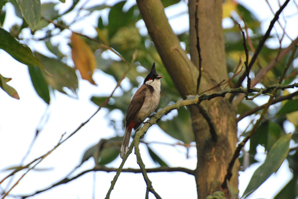 鳥 摄影 on112002