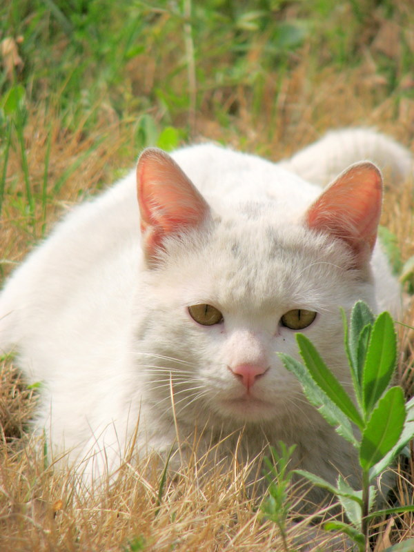 古怪猫 摄影 小小燕子