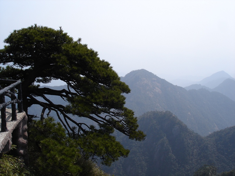 三清山的松 摄影 冷香茶