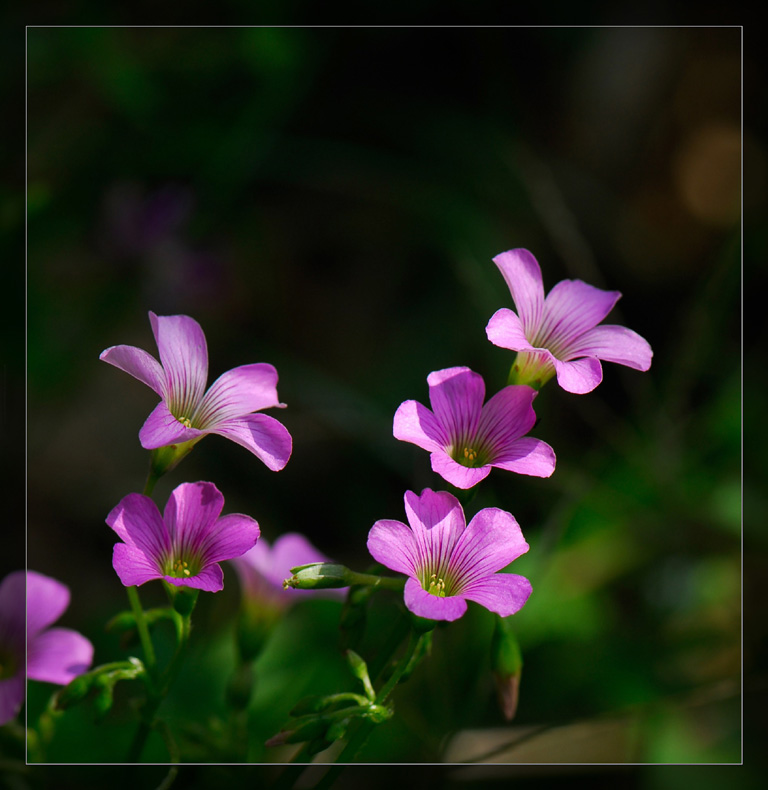 幽谷静芳 摄影 kaiseryuan