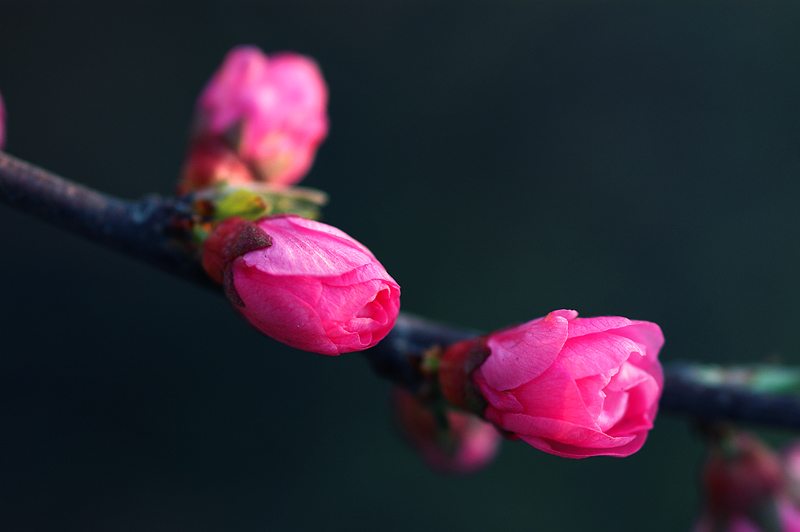 桃红花蕾 摄影 冷面摄手