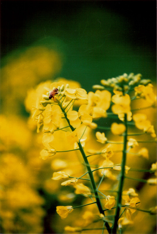 蜜蜂菜花 摄影 行疆