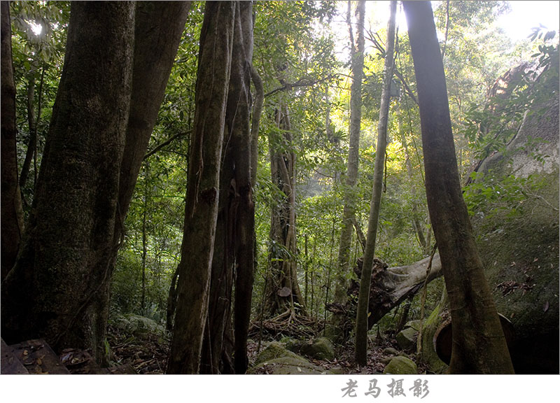 独木成林 摄影 海口老马