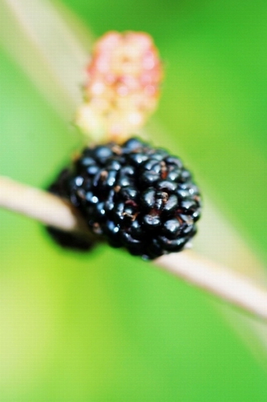 桑葚 摄影 花仙子