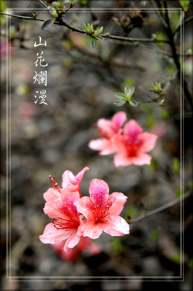 山花烂漫 摄影 林雨