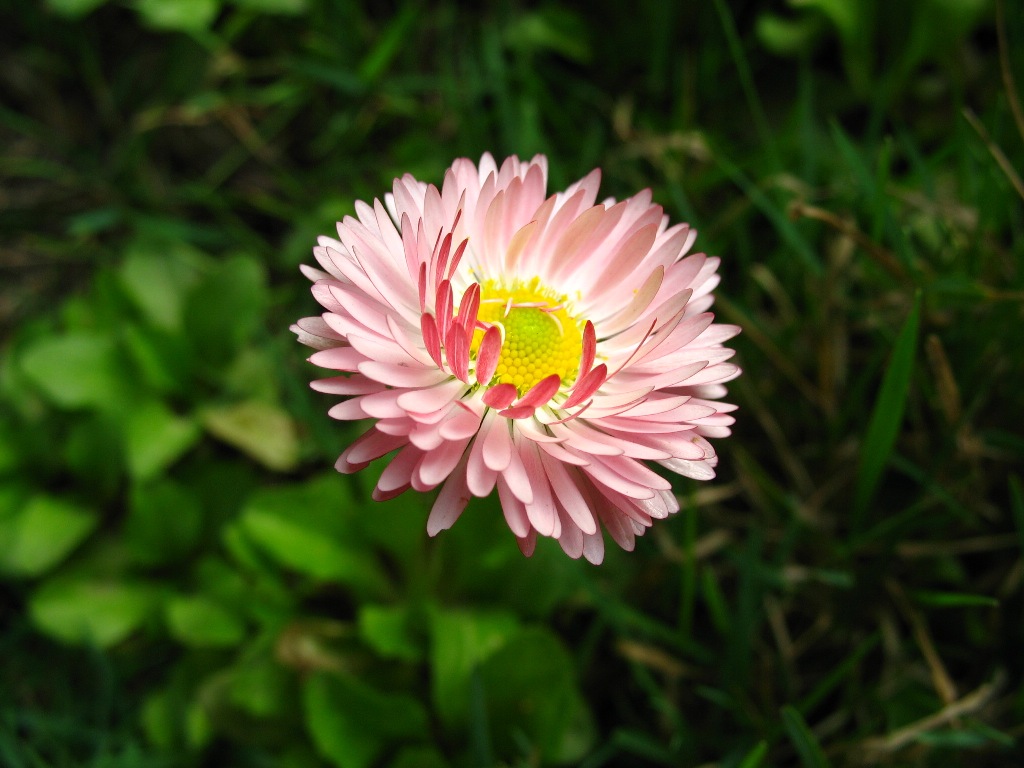 小菊花 摄影 乖鱼缸