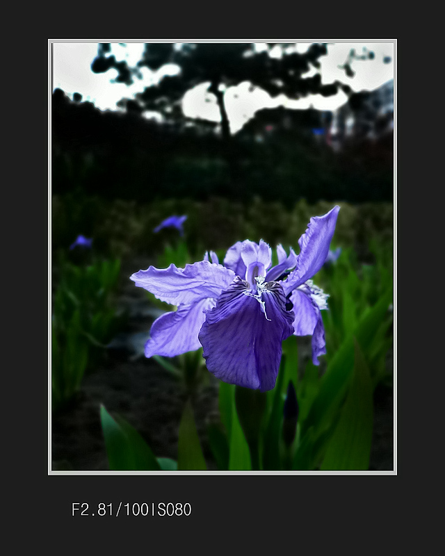 小草无名，花自香 摄影 不让须眉