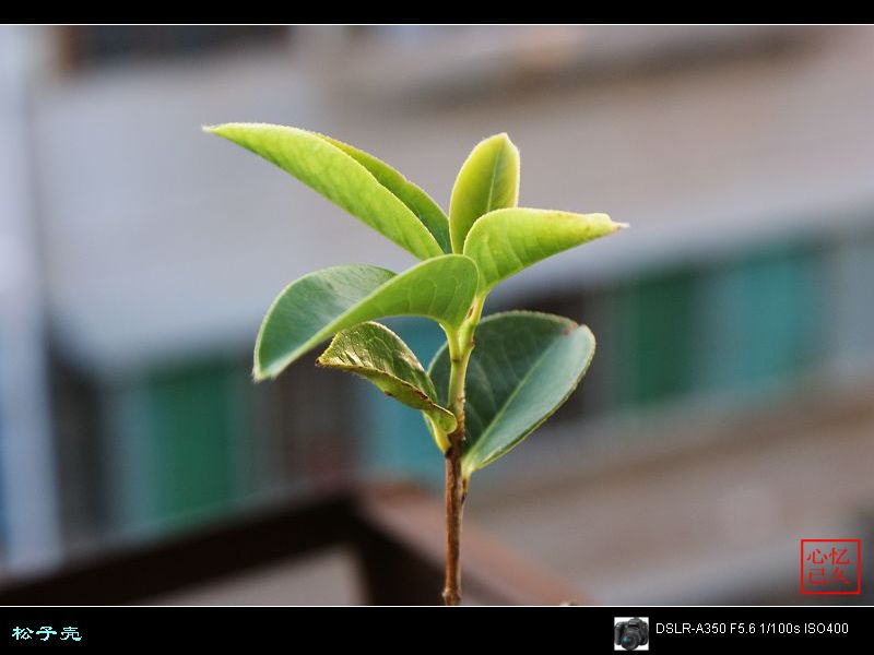 松子壳（茶花） 摄影 心忆已久