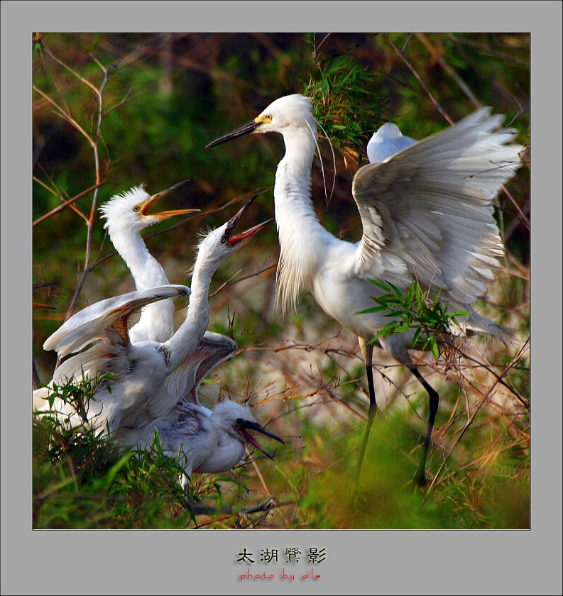 致母亲节——太湖鹭影(4) 摄影 阿乐