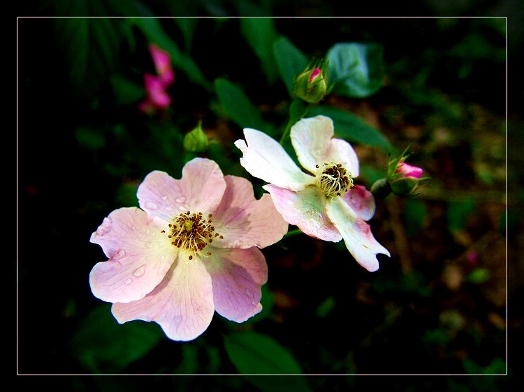 雨后刺莓花 摄影 sunrise2006