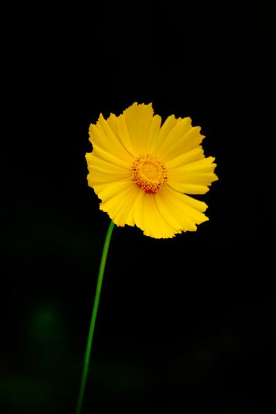 小黄花 摄影 麦克