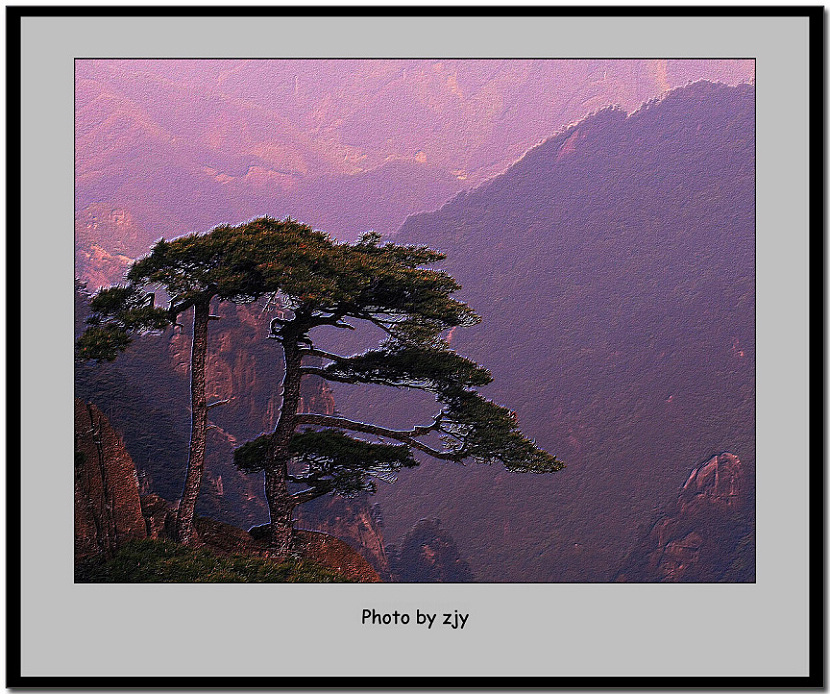 黄山劲松 摄影 景寓